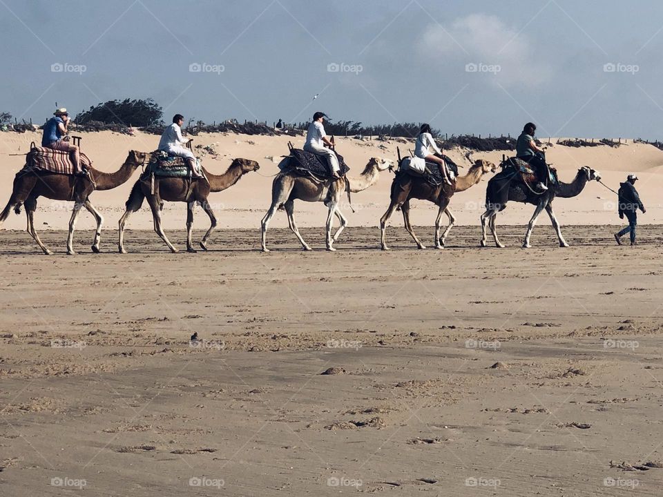 Beautiful caravan of camels near the beach at essaouira city in morocco.