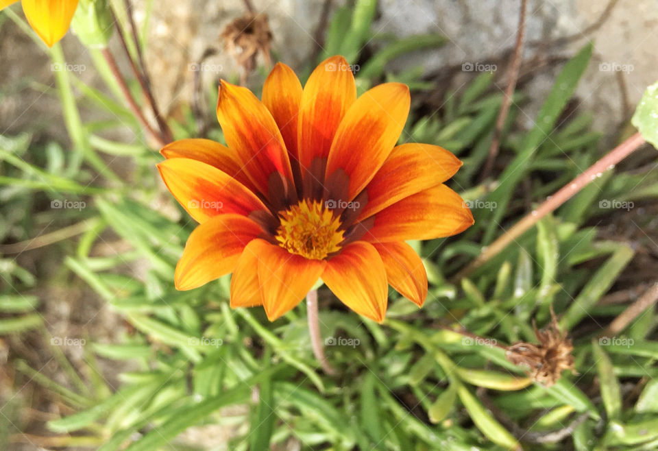 Orange Red Flower in Summer 