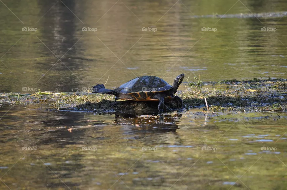 Turtle