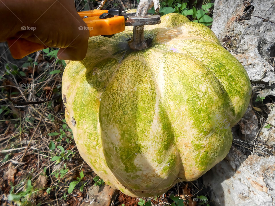 Reaping Pumpkin on a Fair Day