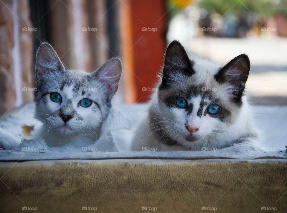 brothers cats looking at the camera