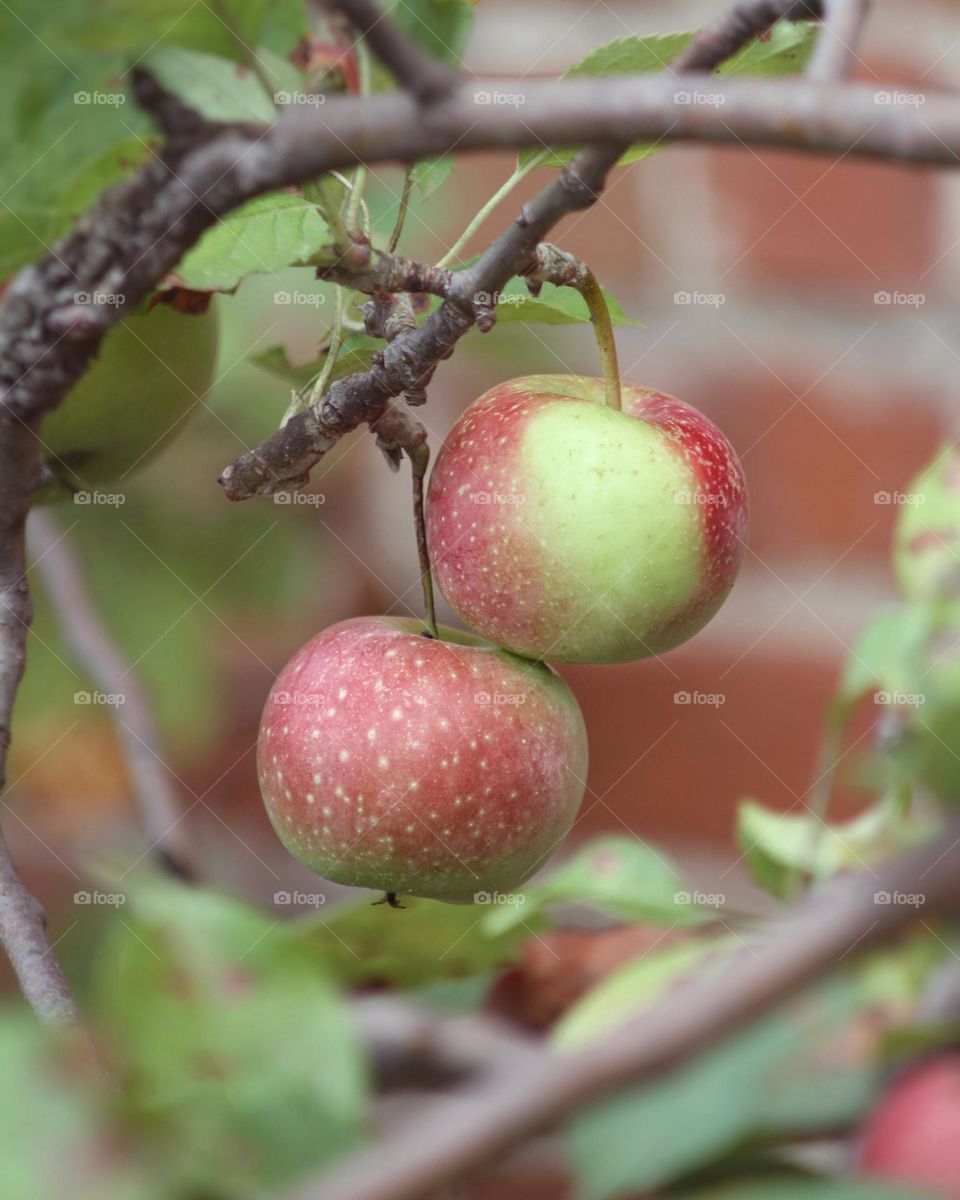 Fresh apples