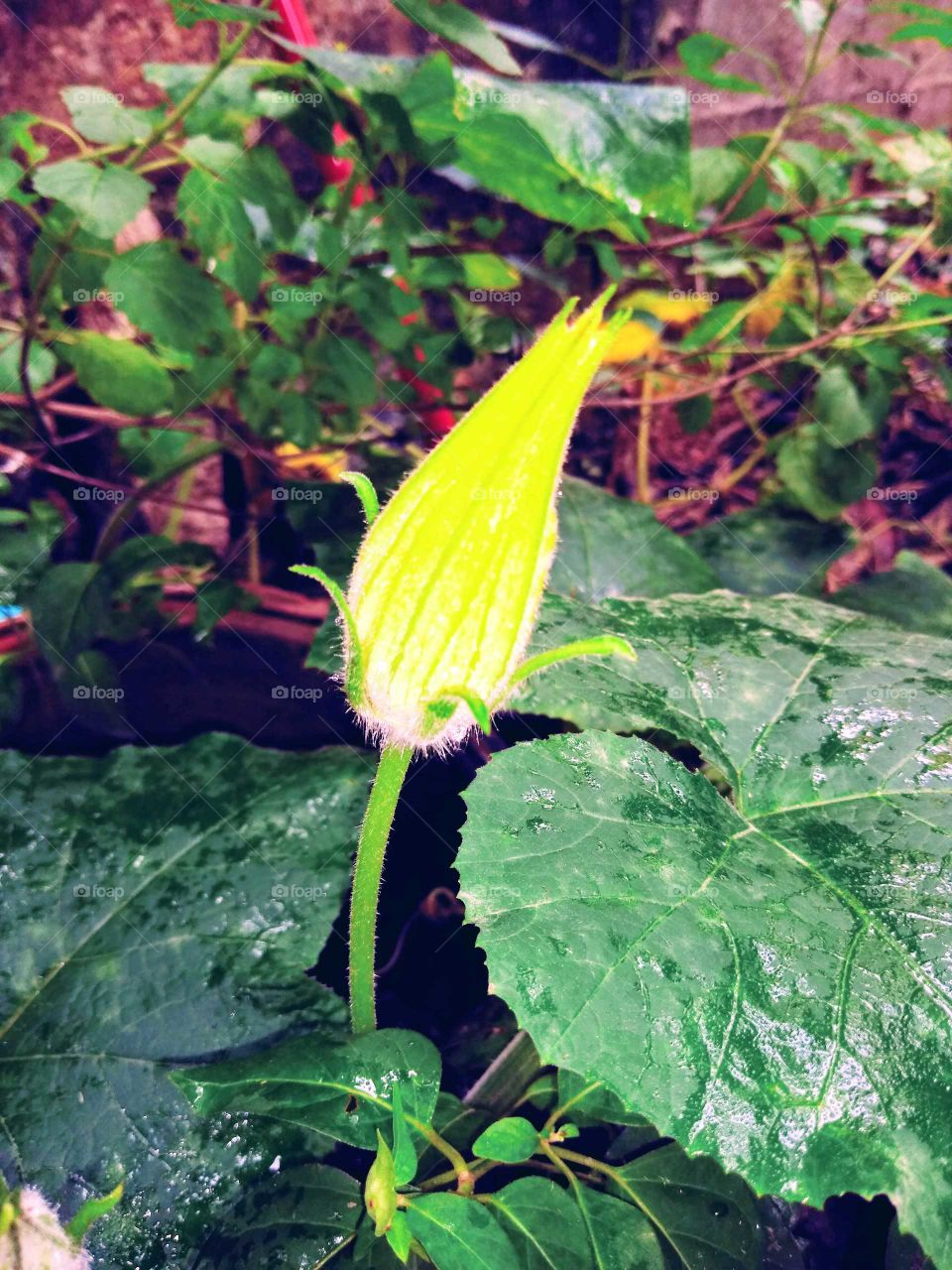 a beautiful yellow pumpkin flower in my garden