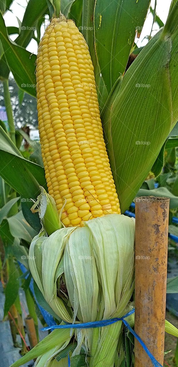 corn. corn firlds.