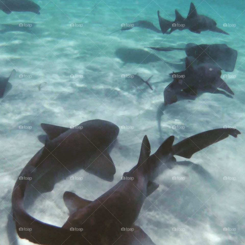 Swimming with sharks and sting rays in Belize 