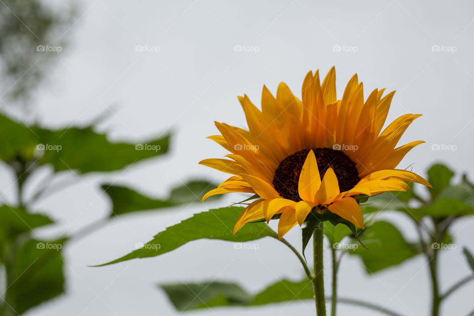 Sunflower contrasting sky