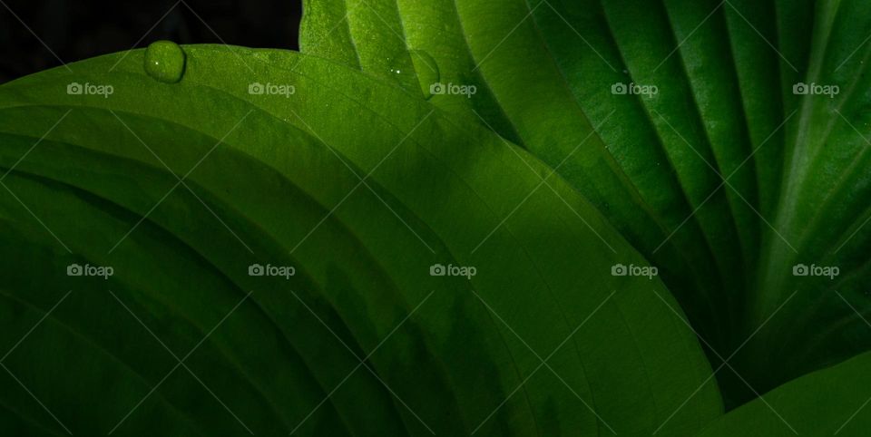 Green leaves background 