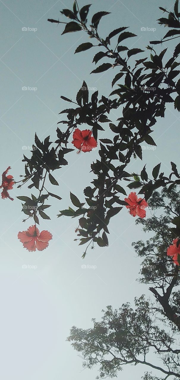 beautiful flowers 🌺