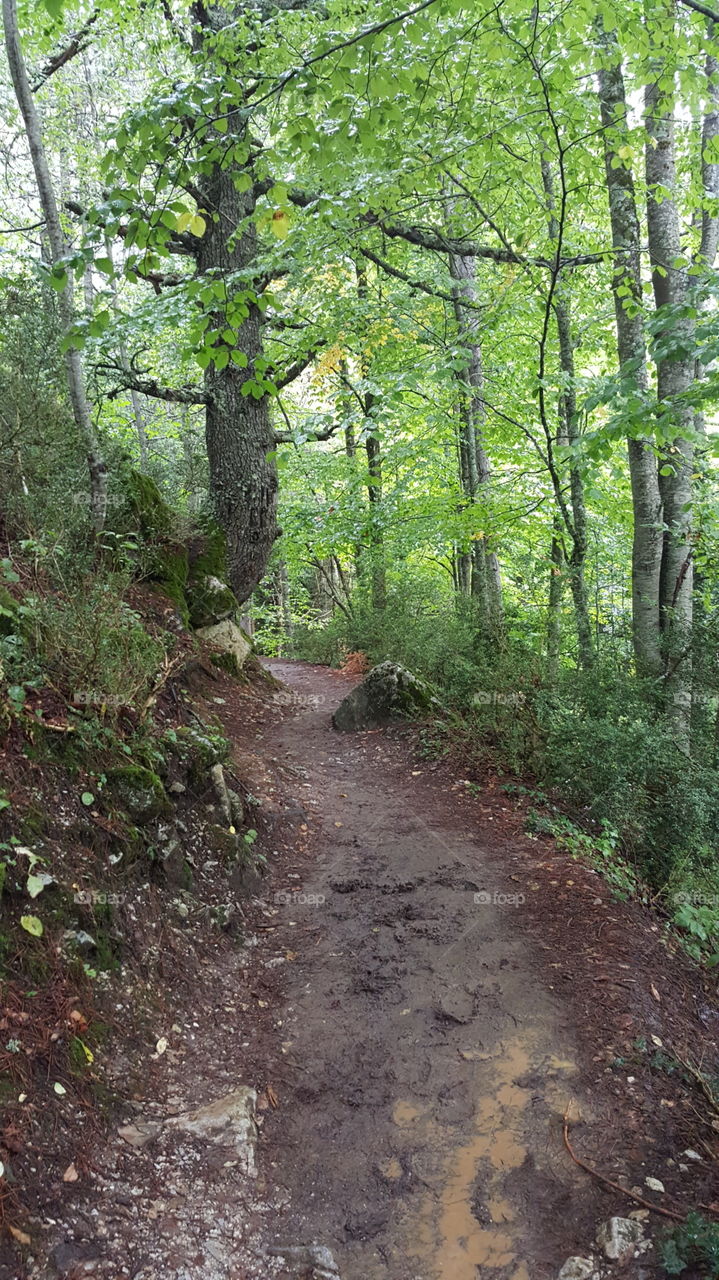 Road in the forest