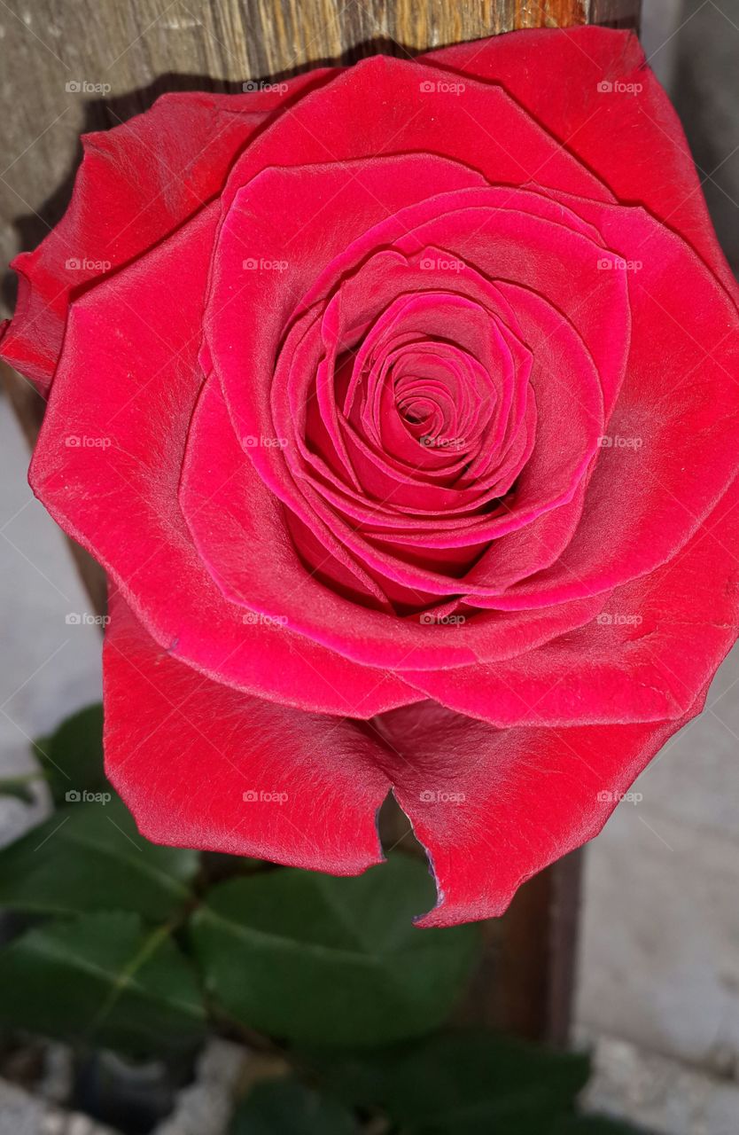 LoRed rose