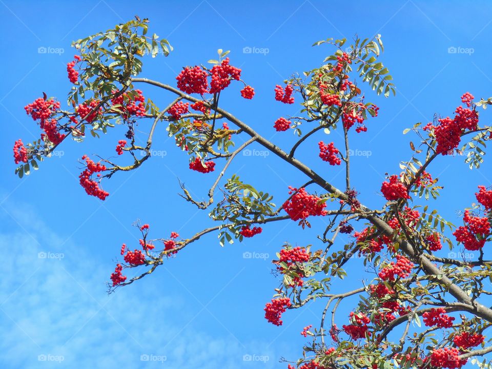 Tree, Branch, Nature, Flower, Winter