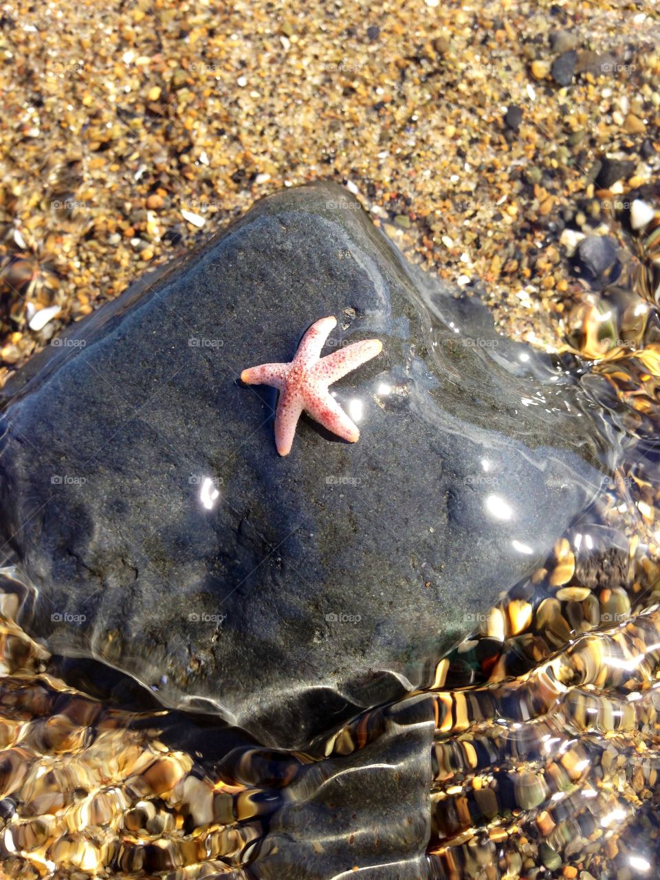 Tiny sea star. Seastar on a rock in Boiler Bay, Oregon