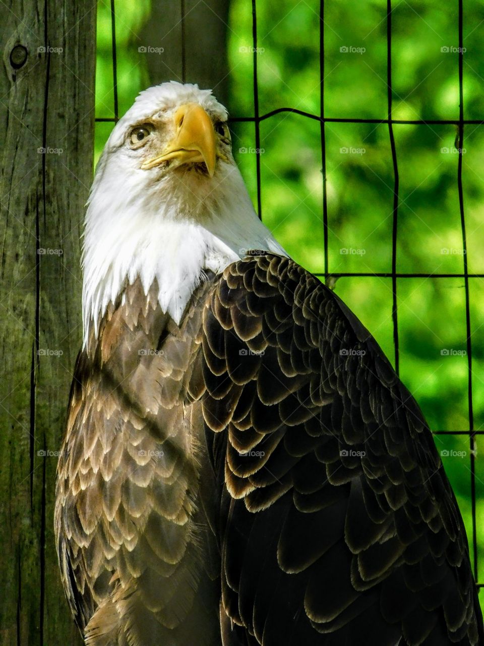 This Bald Eagle Dreams To Take Flight Again One Day