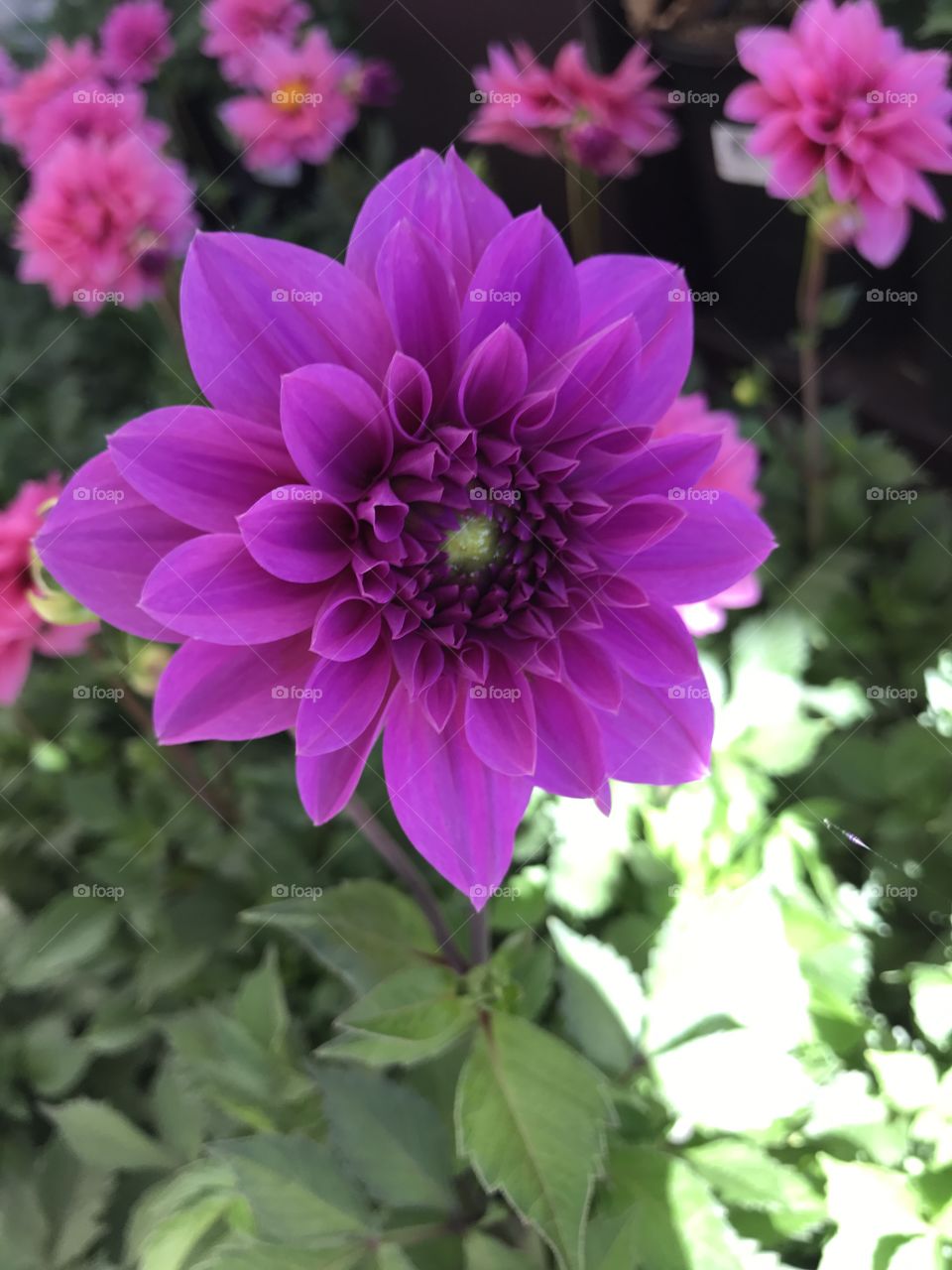 A perfectly symmetrical dahlia.