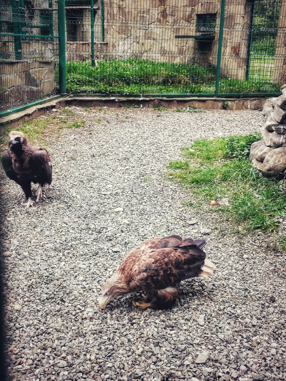 Russia view zoo animals wild outside outdoor day part details capture life