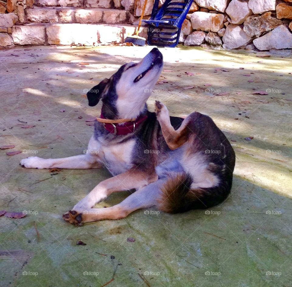 A scratching dog