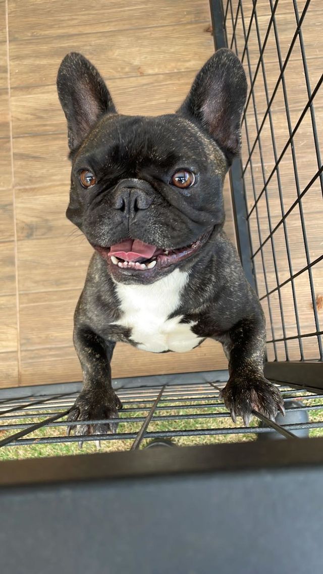 Cute dog