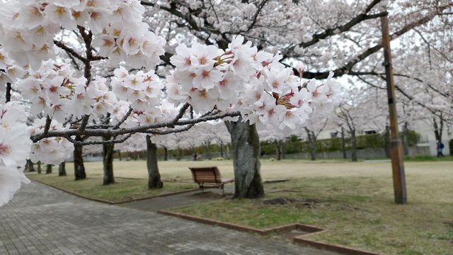 Spring view 