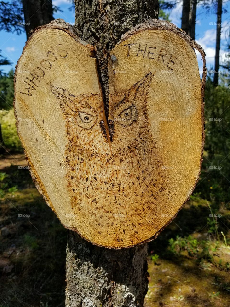owl in the tree