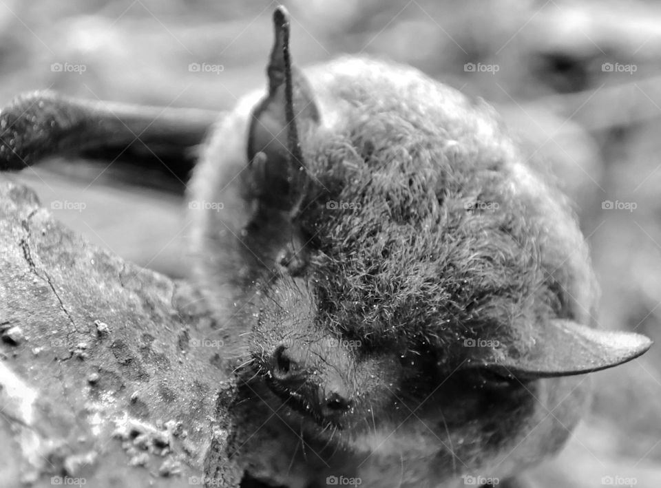 Nathusius's pipistrelle, Animal