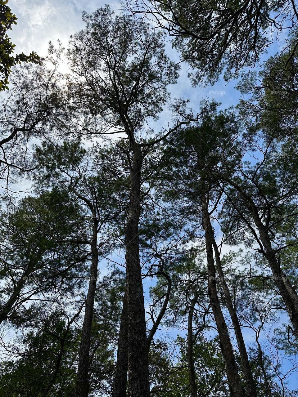 Blue sky over the massive trees - The trees were the towers of the forest. We looked up and the trees were skyscraper tall.. We were in awe of the size and majesty of the trees. The Beauty of the forest comforted our hearts. 