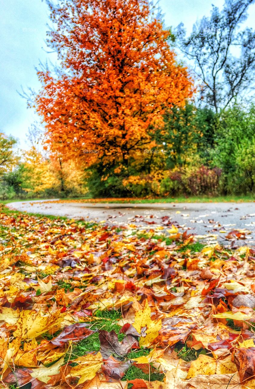 Trail at the peak of fall... 