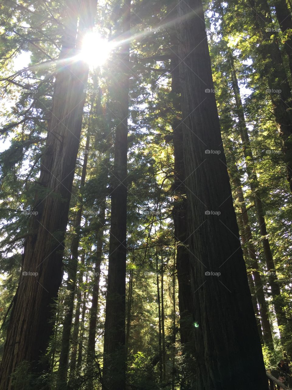 Redwood trees in forest