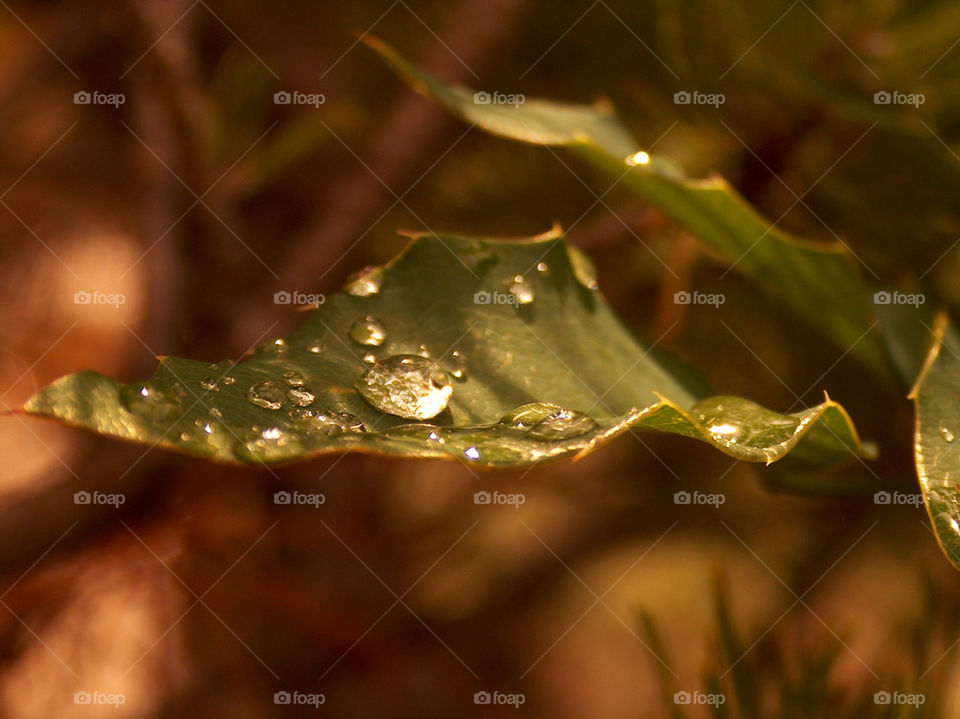 Water drop on leaf