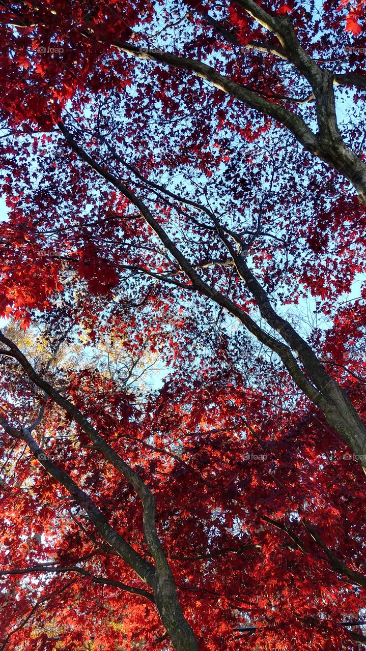 Where the Red Maple Grows...