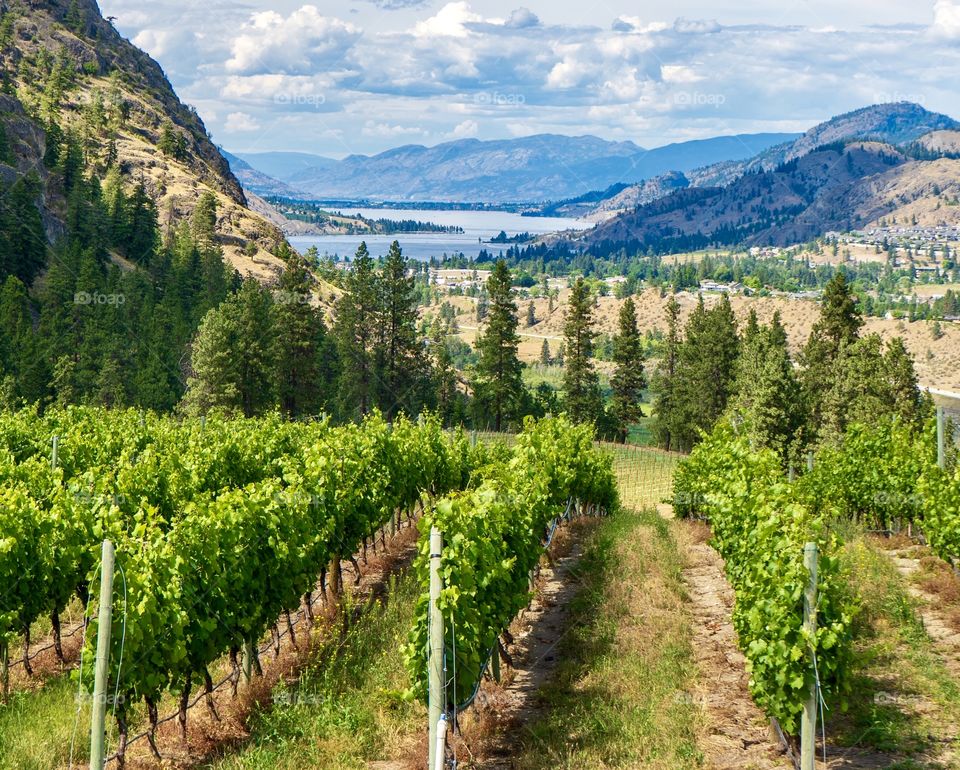 Okanagan wine county boast scenic vineyards 