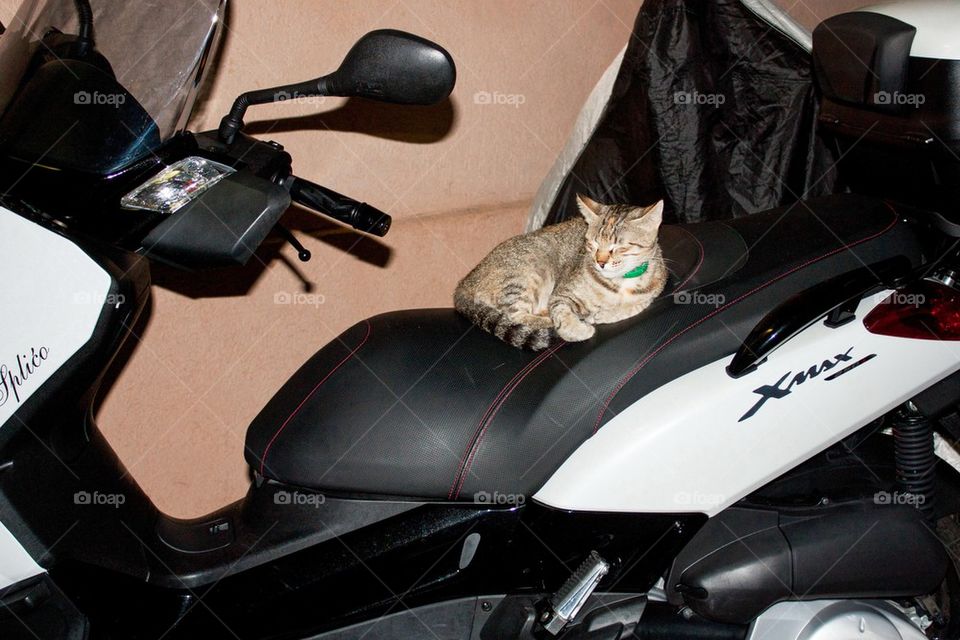 Kitty cat on a motorcycle