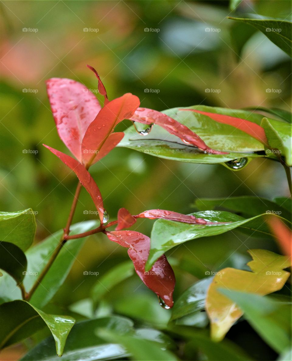 After heavy rain, rain drops remain on leaves