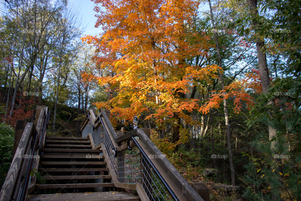 Stairs and Autumn Tree. One of the literal highlights on an evening walk in the woods.