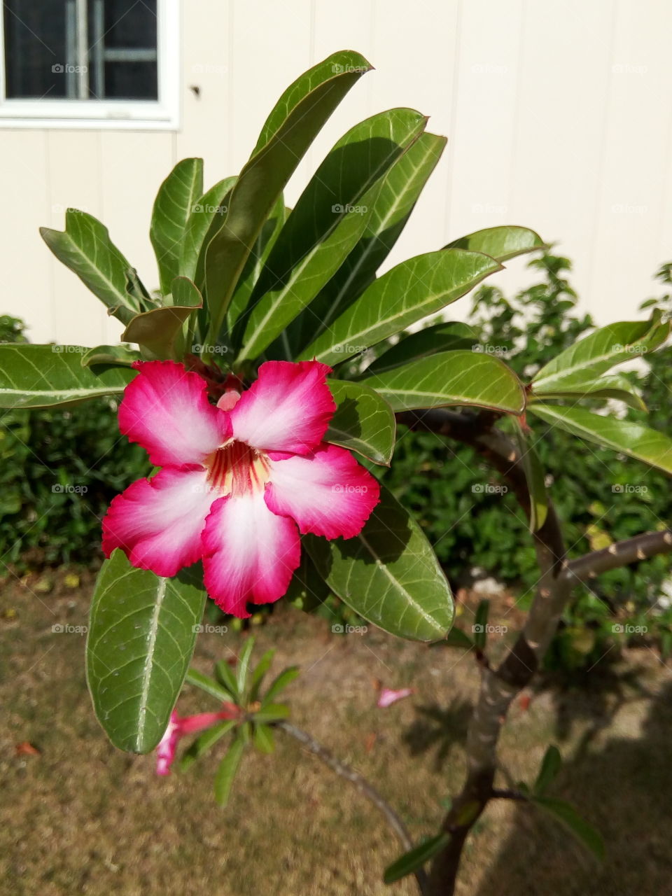 blazing passion red  dessert rose