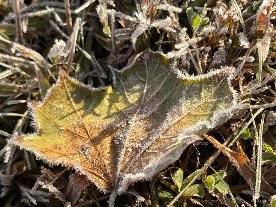 Ice on leaves 