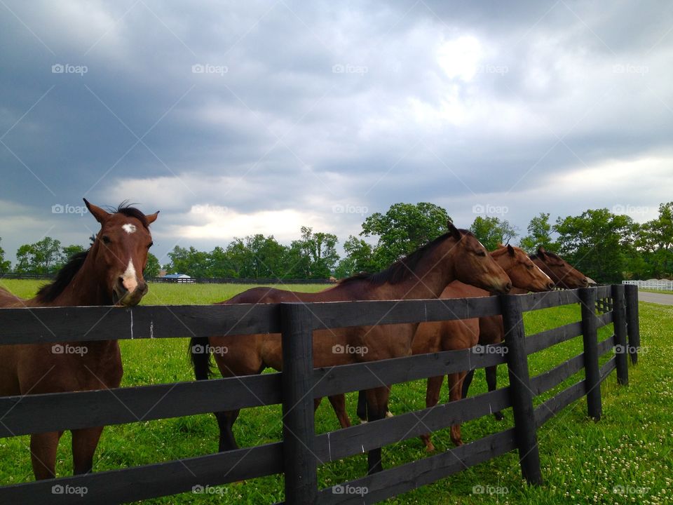 Horse standing grassy land