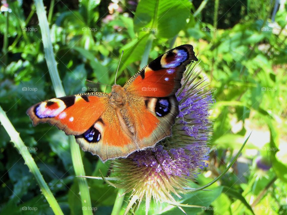 Posing butterfly 