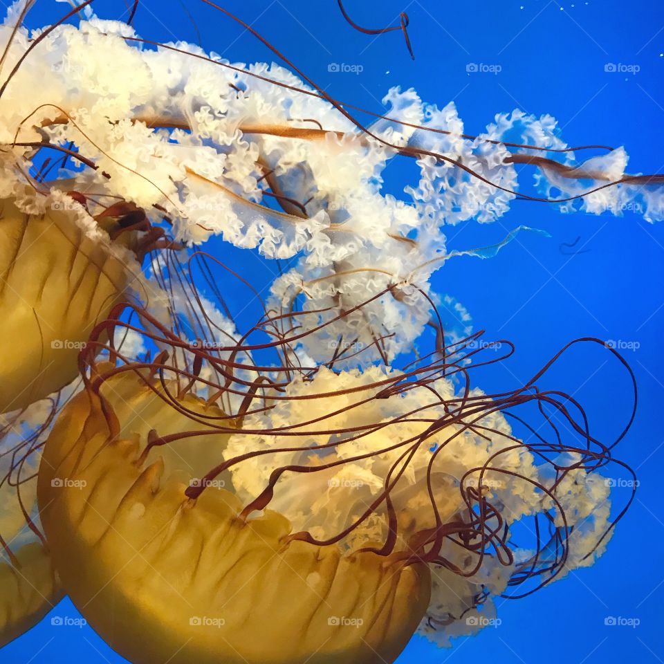 Denver Aquarium Jellyfish 