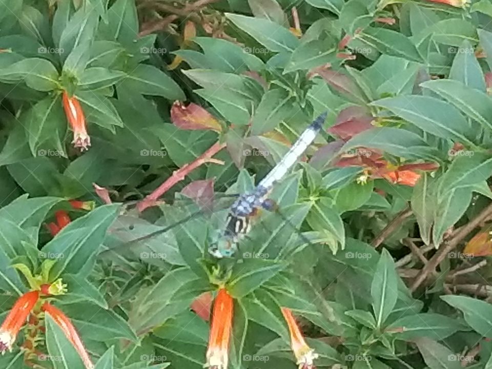 Dragonfly and Flowers