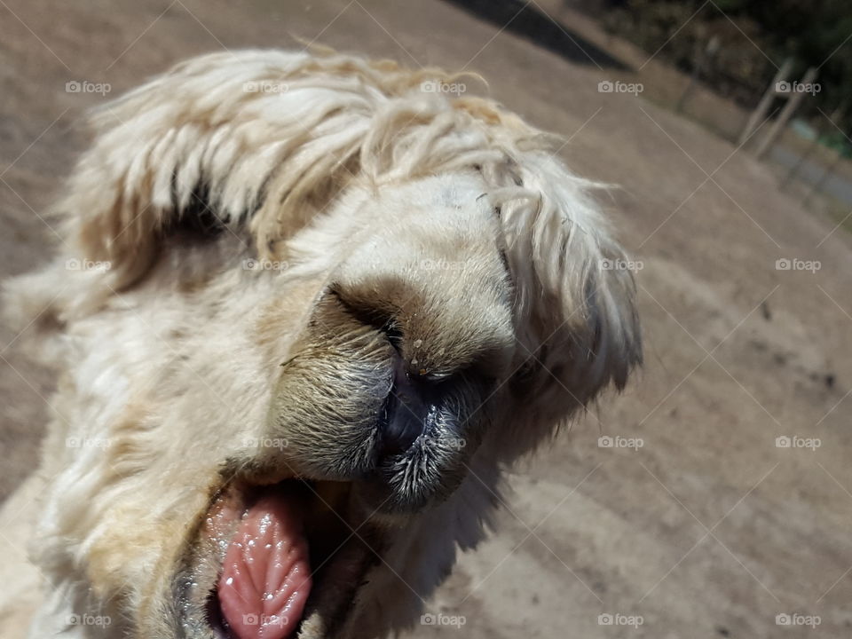 Portrait of alpaca with open mouth