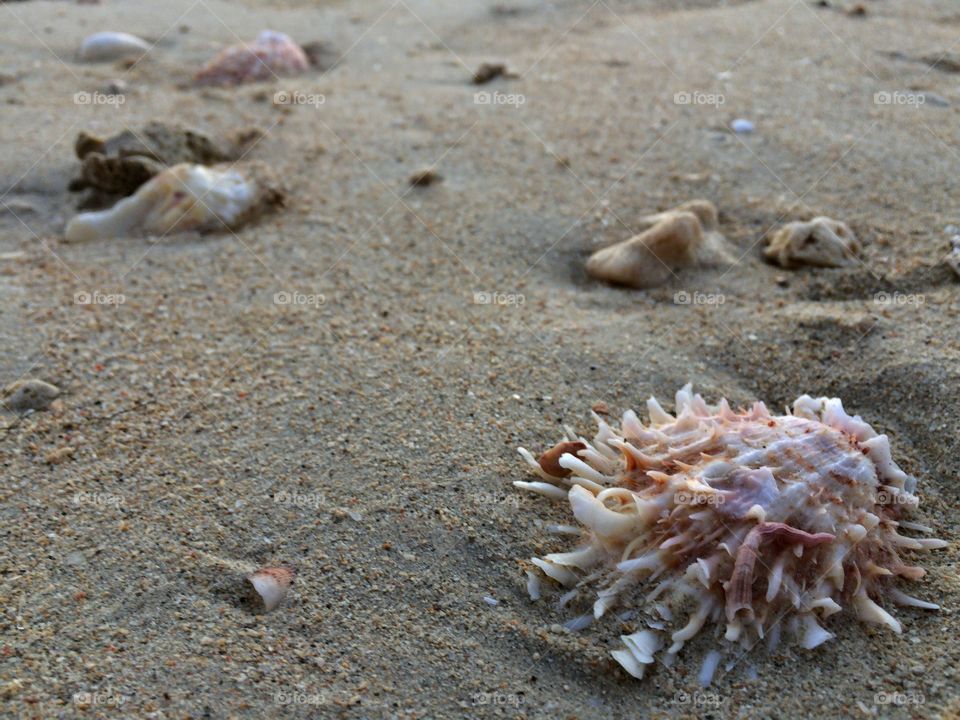Seaside shell