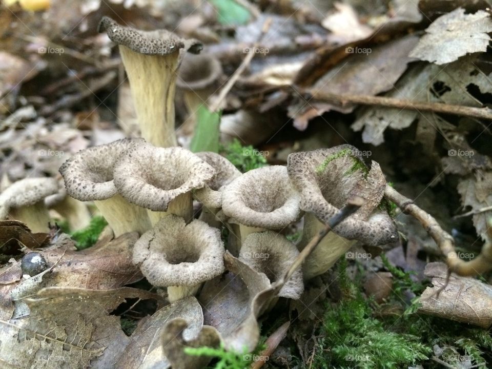 Black trumpets