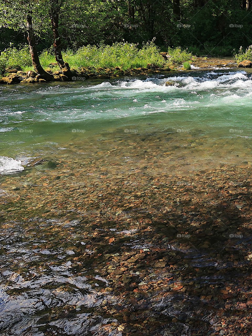 The incredible turquoise waters of the Blue River in the Willamette National Forest on a sunny spring day. 