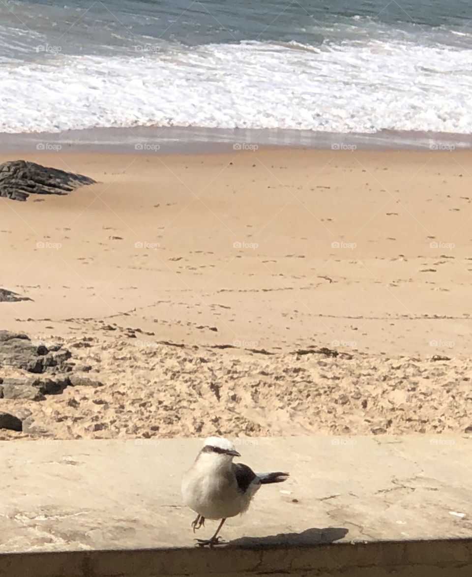 Bird on the beach