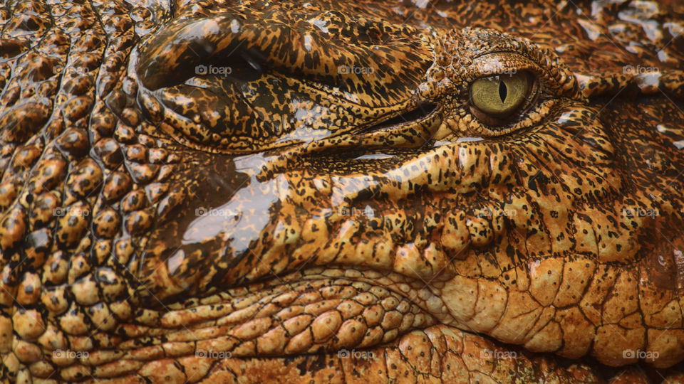 creative texture of reptile's eye