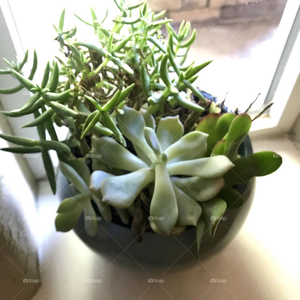 Succulent house plants in the windowsill on a sunny day 