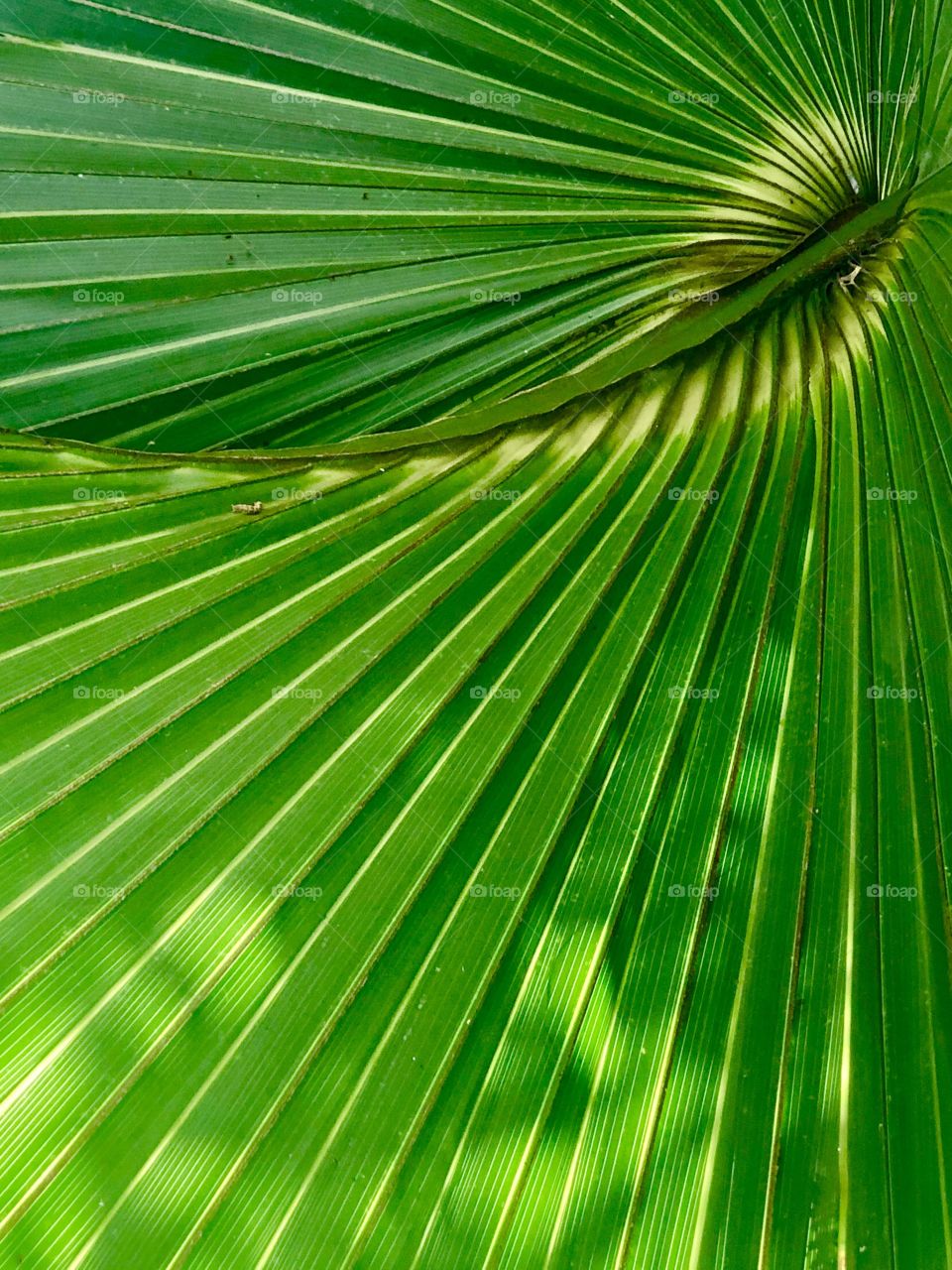 Full frame view of palm fronds 