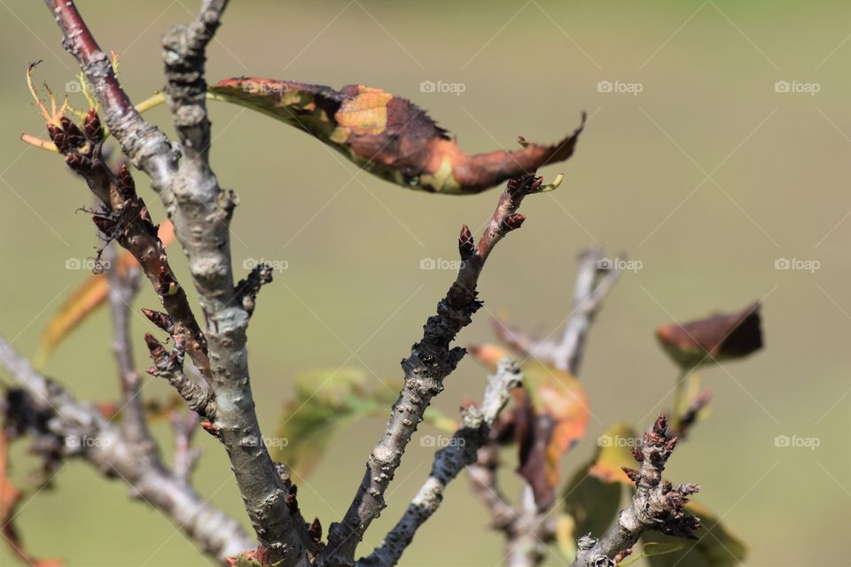 Cherry twig/Galho de Cerejeira