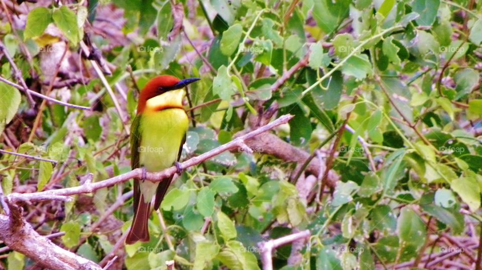 Bee eater, Bundala