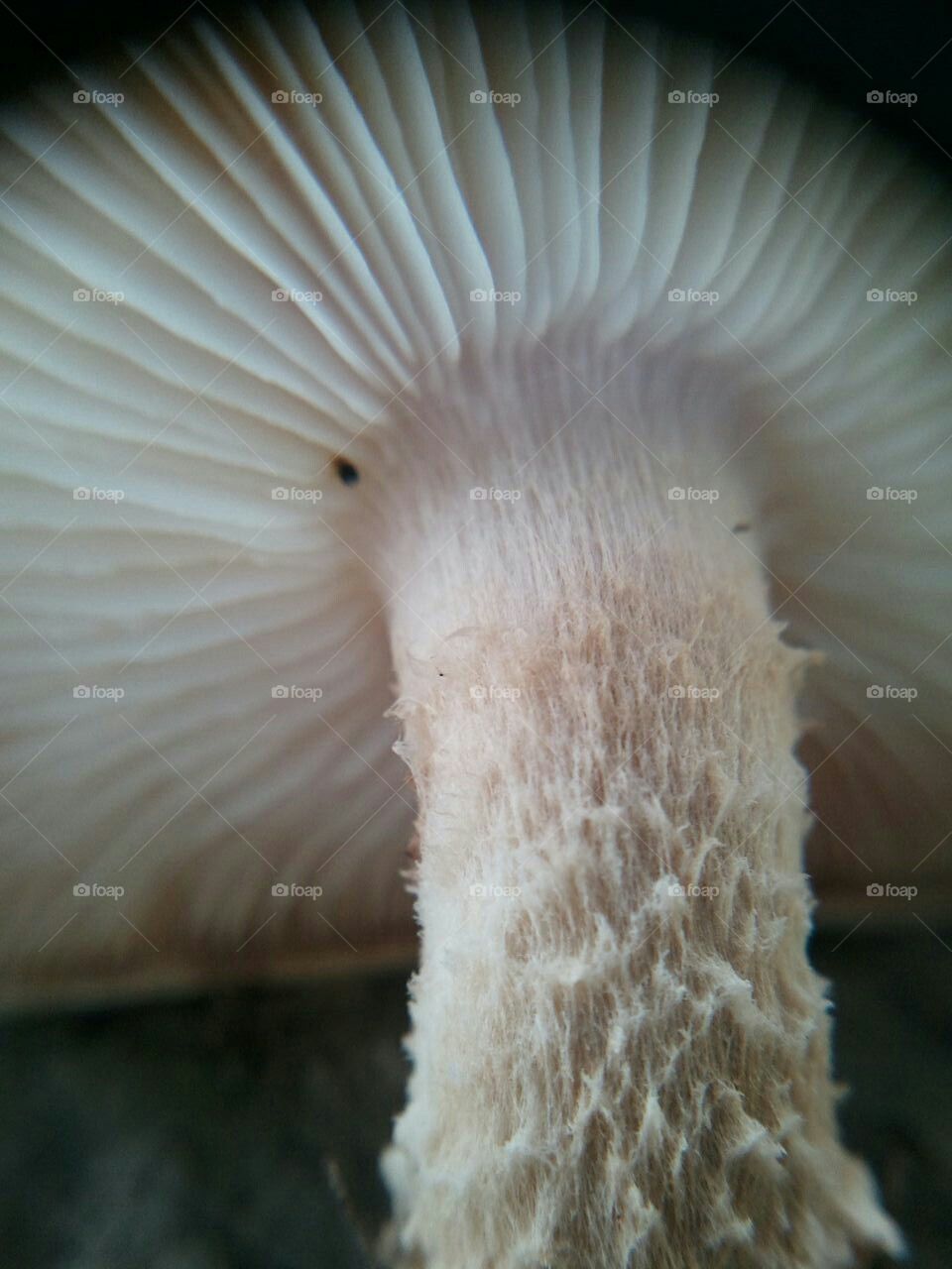 mushroom